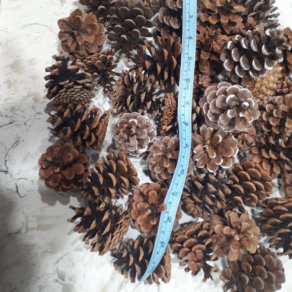 COPY - Pinecones Organic Canadian for Decoration or holiday - Picture 4 of 5